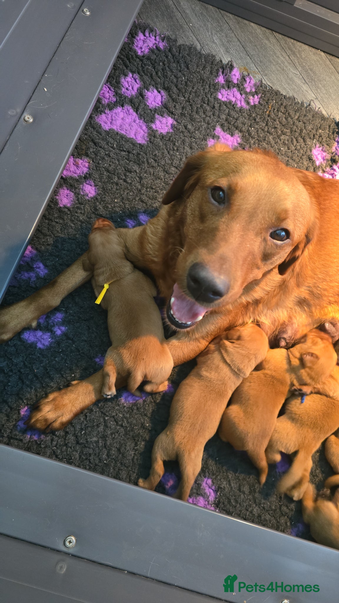 Labrador Retriever dogs Boy Fox Red Labrador Puppies - Advert 2