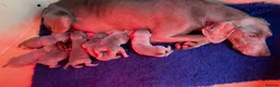 Weimaraner dogs for sale: Quality KC Reg health tested Weimaraner Puppies - Advert 12