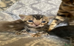 Bengal cats for sale: STUNNING TICA reg Bengal kittens ready to reserve - Image 23