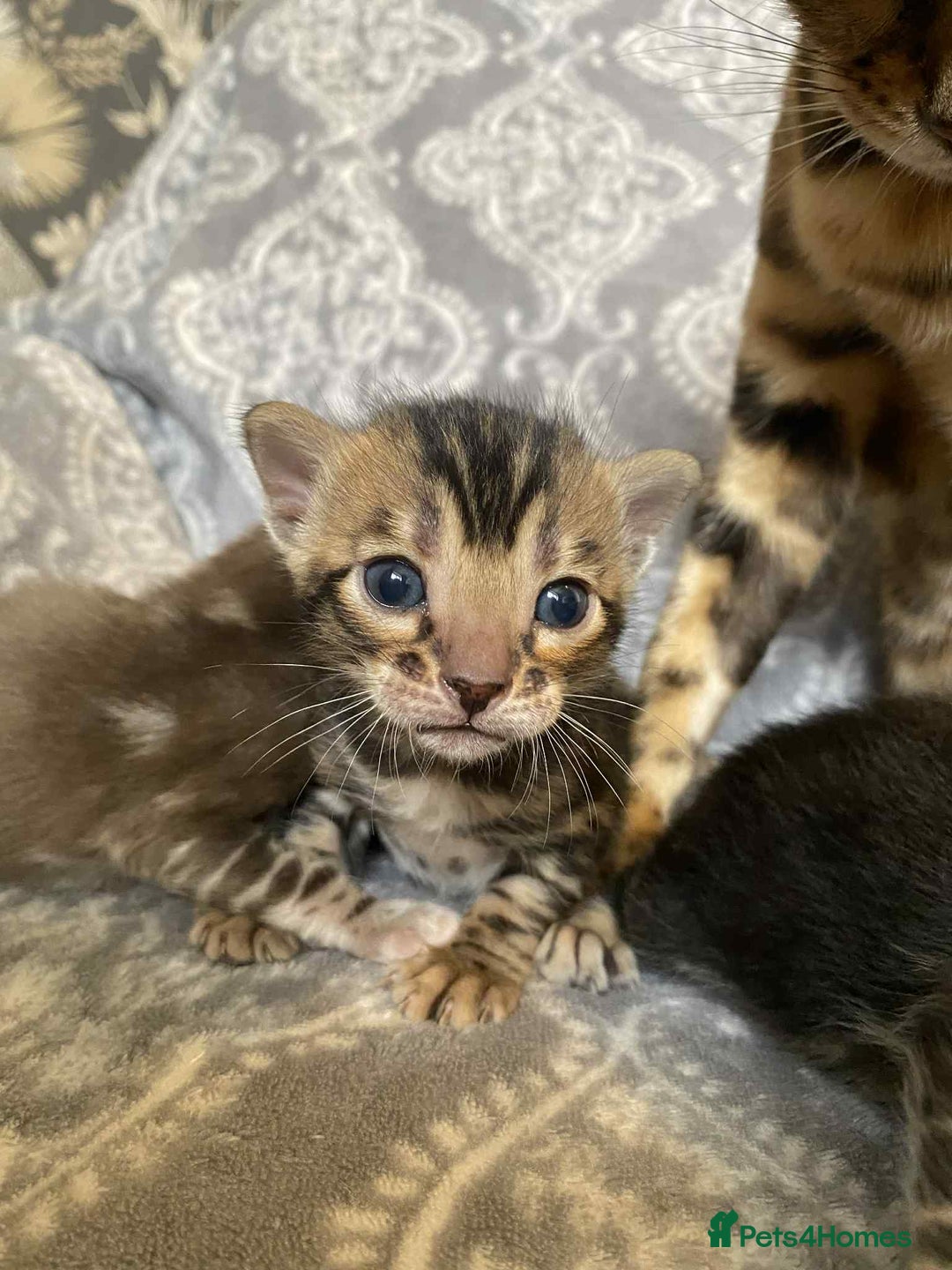 Bengal cats for sale: STUNNING TICA reg Bengal kittens ready to reserve - Image 23