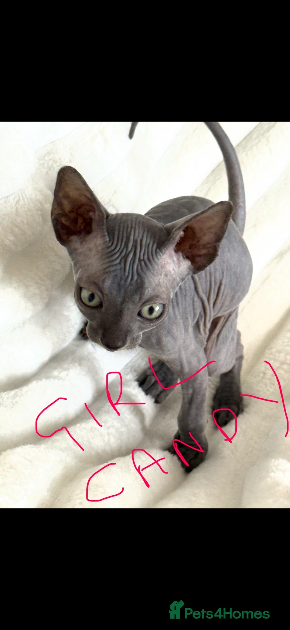 Sphynx cats Sphynx cannadian kittens ready now  - Advert 2