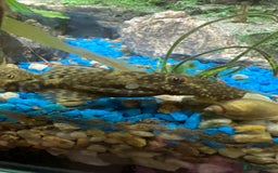 Plecos fish for sale: Young bristlenose plecos - Image 2