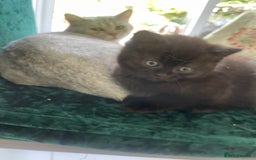 British Shorthair cats for sale: Exceptional BSH kitten, chocolate brown  - Image 16
