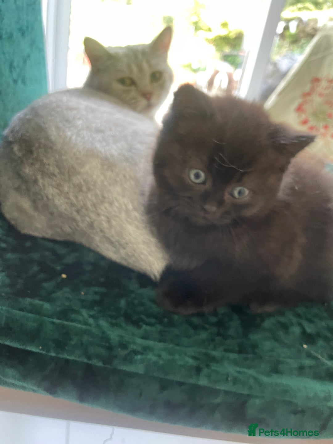 British Shorthair cats for sale: Exceptional BSH kitten, chocolate brown  - Image 16