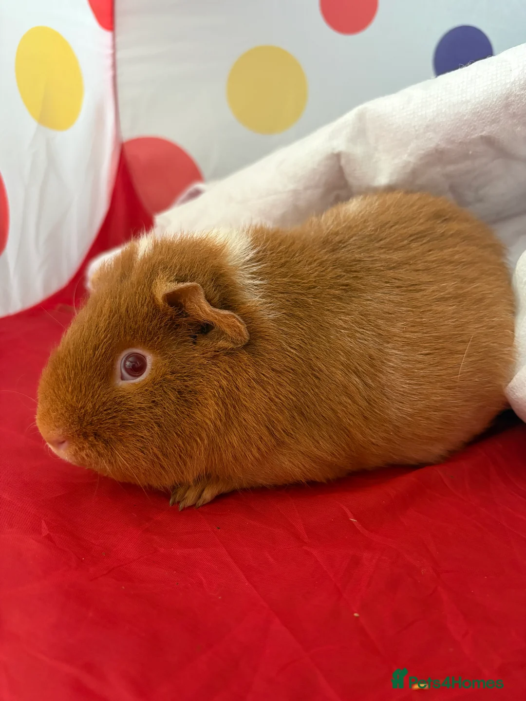 Guinea Pig rodents for sale: 2 female guinea pigs  - Advert 3