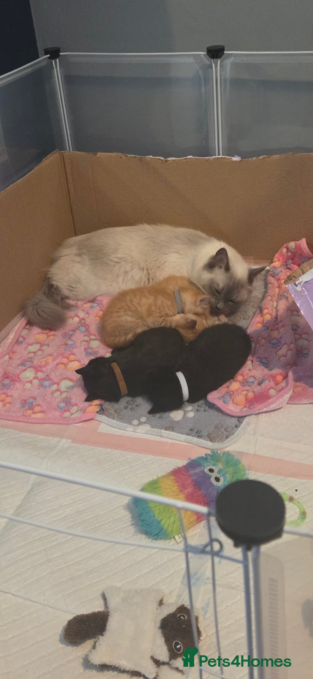 Ragdoll cats for sale: Ragdoll x tabby cat - Image 16