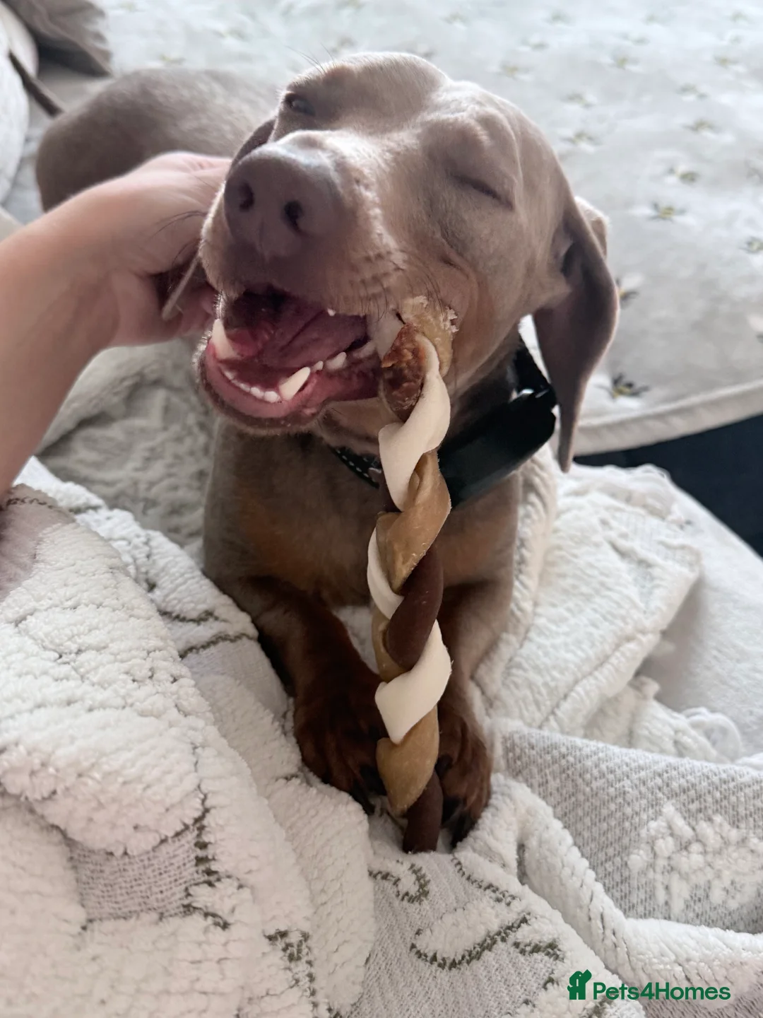 Miniature Dachshund dogs for sale: Miniature Dachshund looking for home - Advert 2