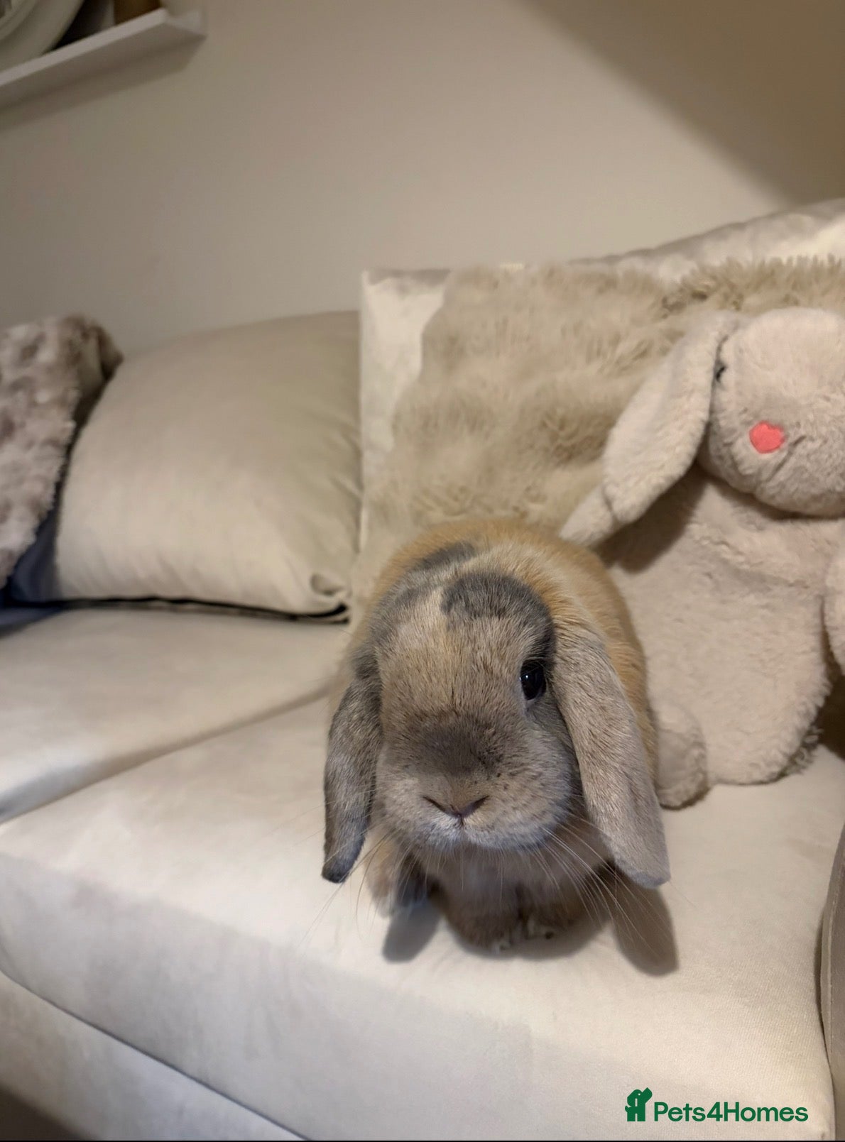 Mini Lop rabbits for sale: The most gorgeous Mini Lop boy, inside and out 🤍 - Advert 1