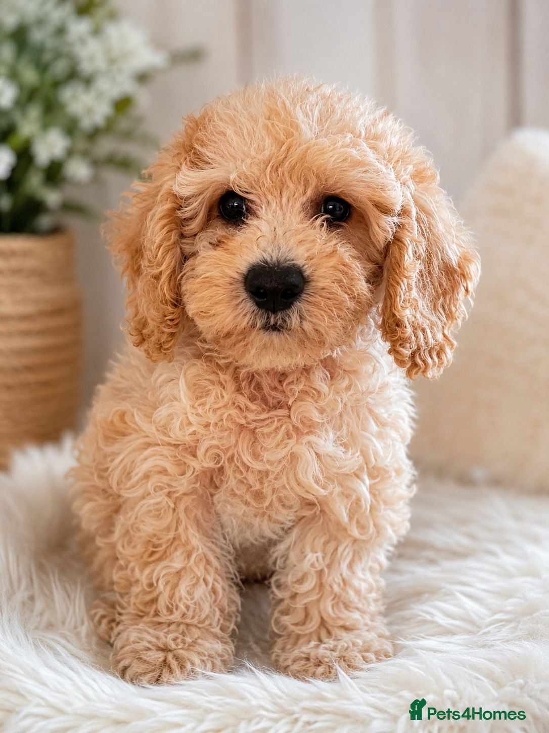 Cavapoo dogs Beautiful Cavapoo Puppies –last 2 boys puppies  - Advert 17