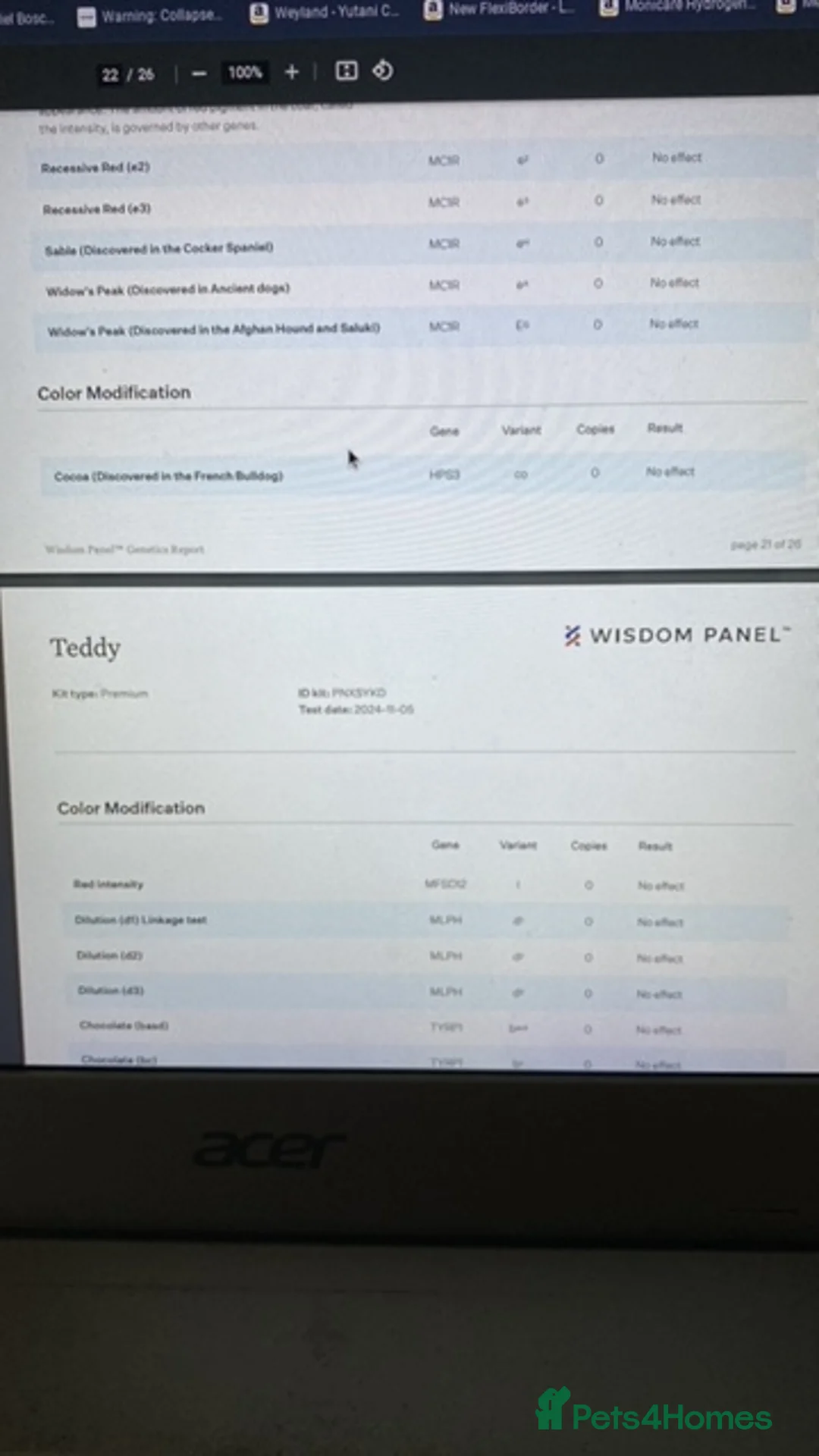 Cockapoo dogs for stud: DNA tested F1 Cockapoo stud  in London - Advert 15