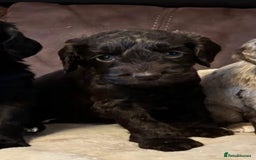 Cockapoo dogs for sale: Stunning cockapoo boys  - Image 6