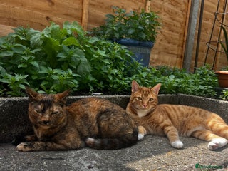 Mixed Breed cats in Southsea - Advert 7