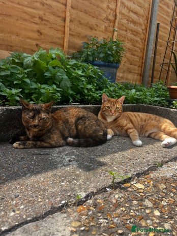 Mixed Breed cats in Southsea - Advert 7