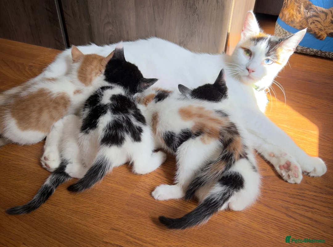 Mixed Breed cats for sale: 13 beautiful kittens  - Advert 1