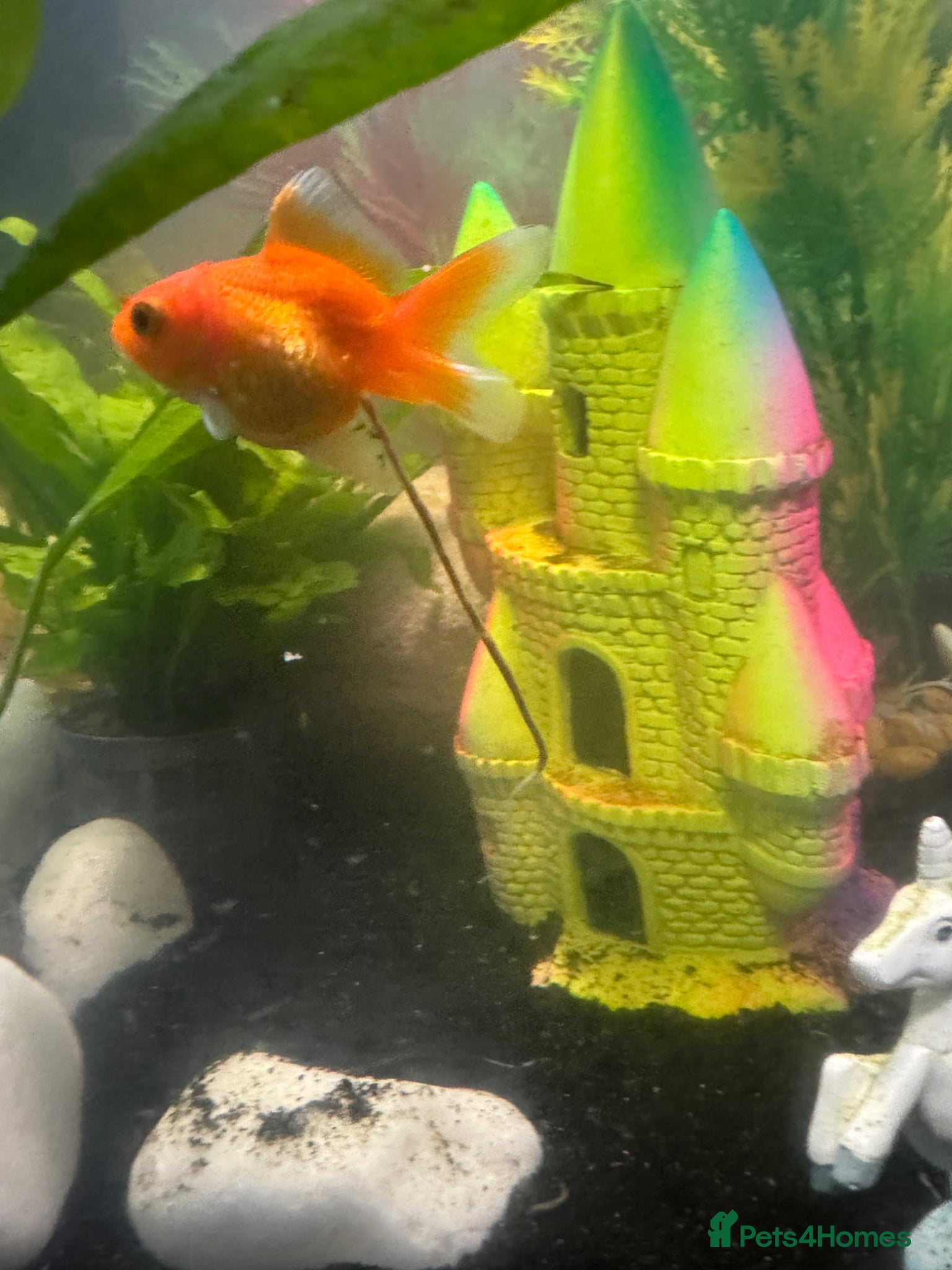 Fancy Goldfish fish for sale: Two Pandas and two fancy goldfish in Ashford - Advert 4