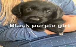 Labrador Retriever dogs for sale: Labrador puppies - Image 3