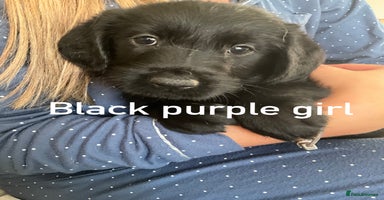 Labrador Retriever dogs - Advert 1