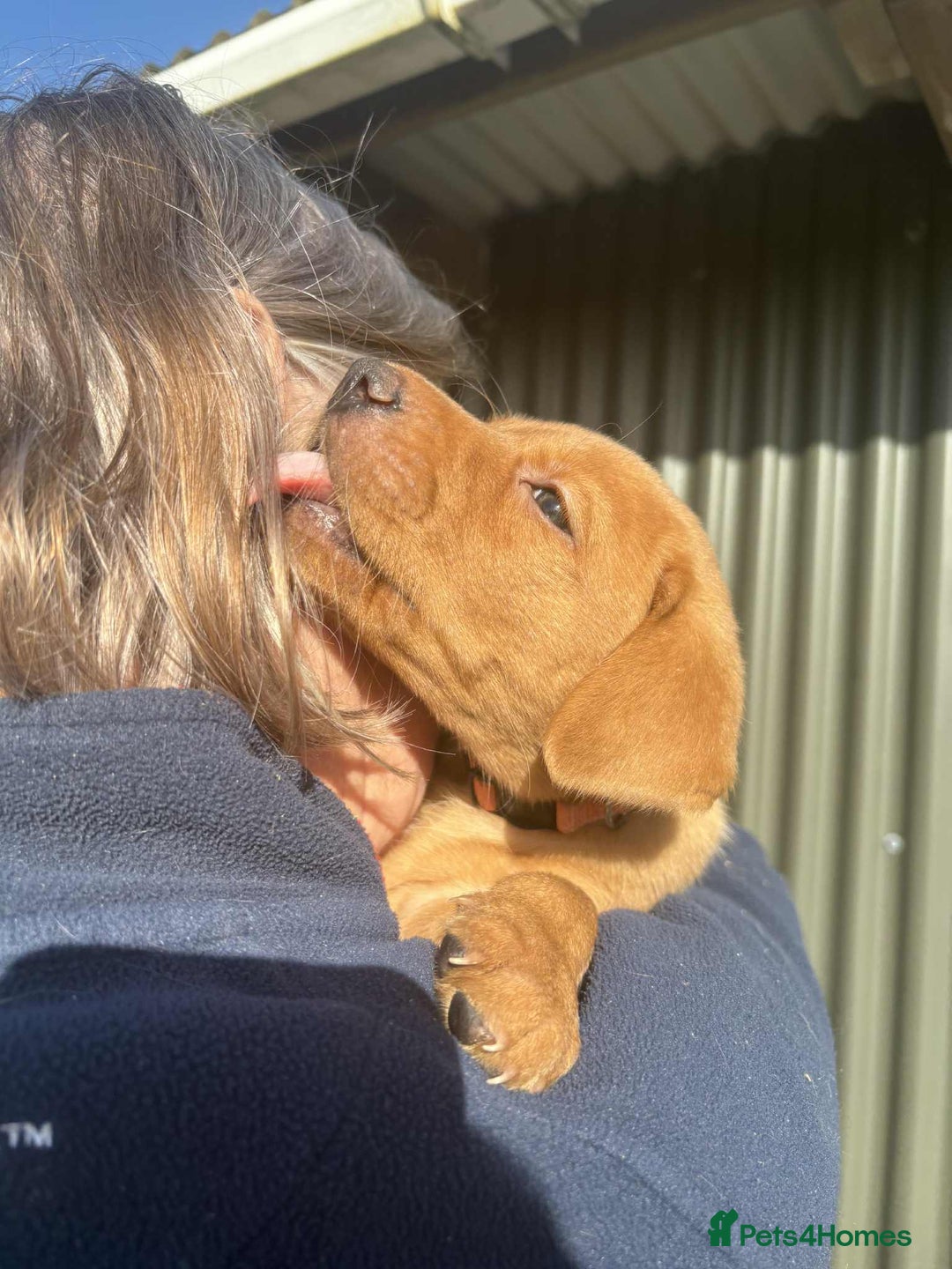 Labrador Retriever dogs for sale: KC Reg Fox red labrador litter of 6 dogs 4 bitches - Advert 34
