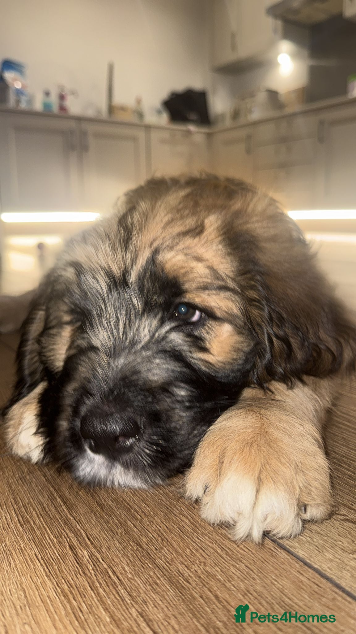Saint Berdoodle dogs St berdoodle for sale  NO PICS OF MOTHER - Advert 2