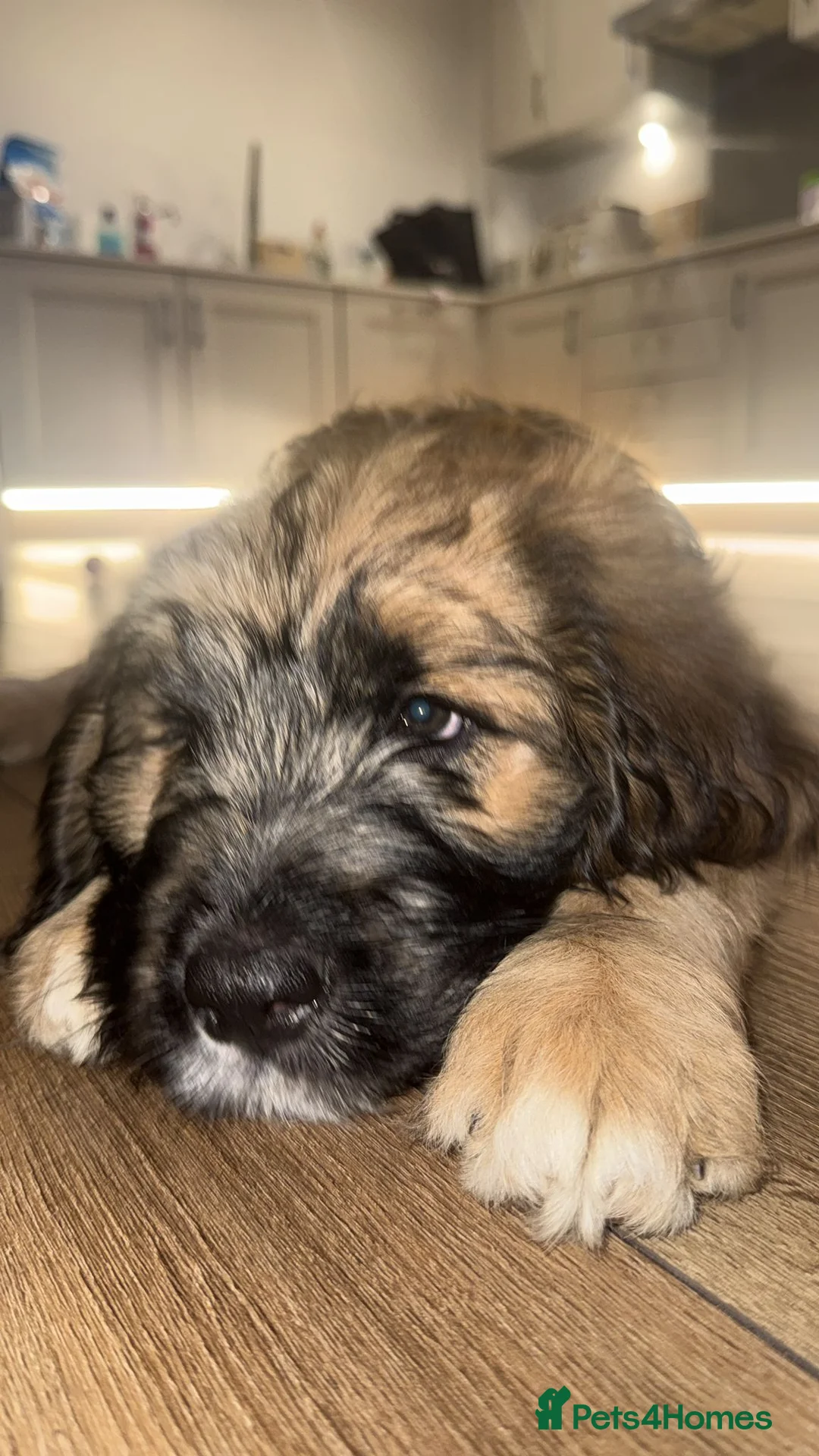 Saint Berdoodle dogs for sale: St berdoodle for sale  NO PICS OF MOTHER in Southend-on-Sea - Advert 1