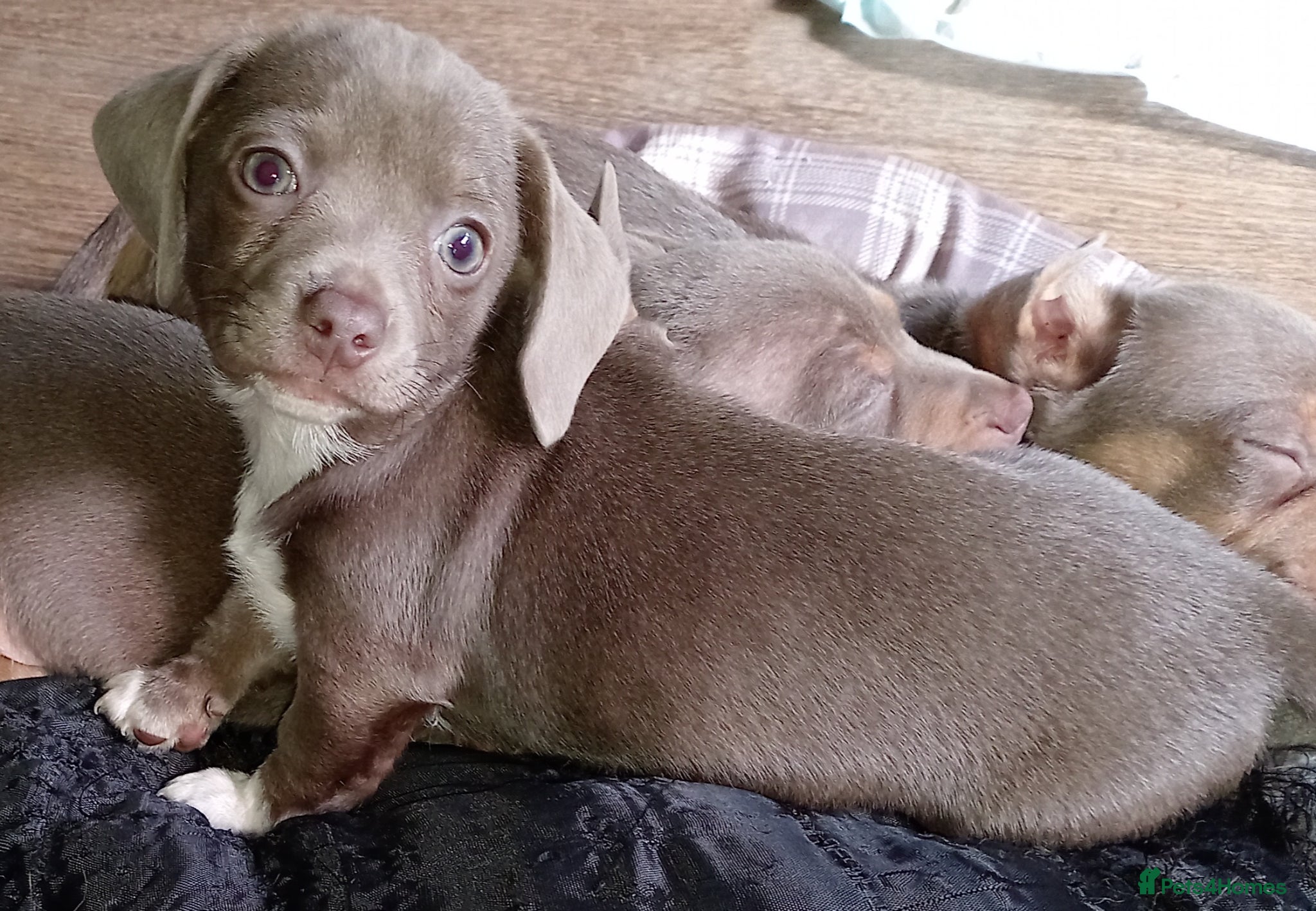 Chiweenie dogs Beautiful Chiweenies - Advert 1