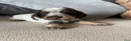 Cockapoo dogs for sale: Coookapoo puppies  - Advert 10