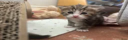 Mixed Breed cats for sale: 5 beautiful kittens with tabby markings - Advert 6