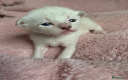 Siamese cats for sale: Siamese x Maine coon  - Advert 7