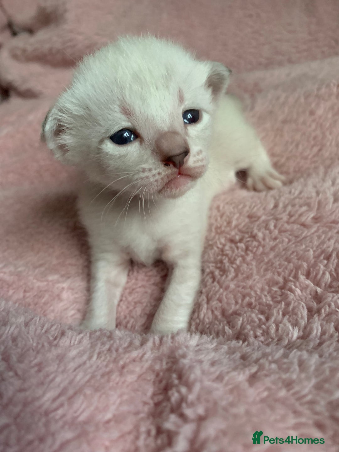 Siamese cats for sale: Siamese x Maine coon  - Advert 7