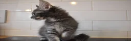 Maine Coon cats for sale: READY FOR COLLECTION  TICA registered kittens - Advert 32