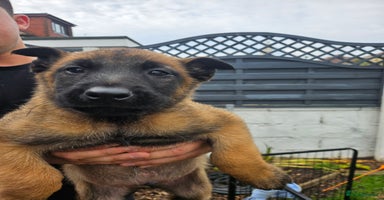 Belgian Shepherd Dog dogs - Advert 11