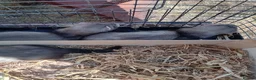 Ferret rodents for sale: Half micro ferrets males and females - Advert 3