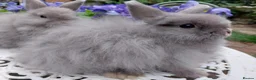 Netherland Dwarf rabbits for sale: STUNNING JERSEY WOOLY X BABIES - Advert 5