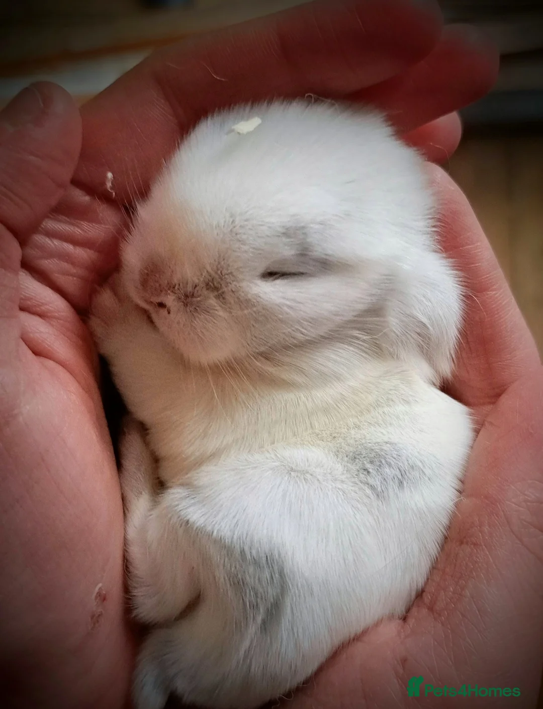 Mini Lop rabbits for sale: Adorable mini lop baby bunnies - Advert 2