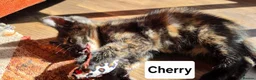 Mixed Breed cats for sale: 4 Beautiful kittens - Advert 14