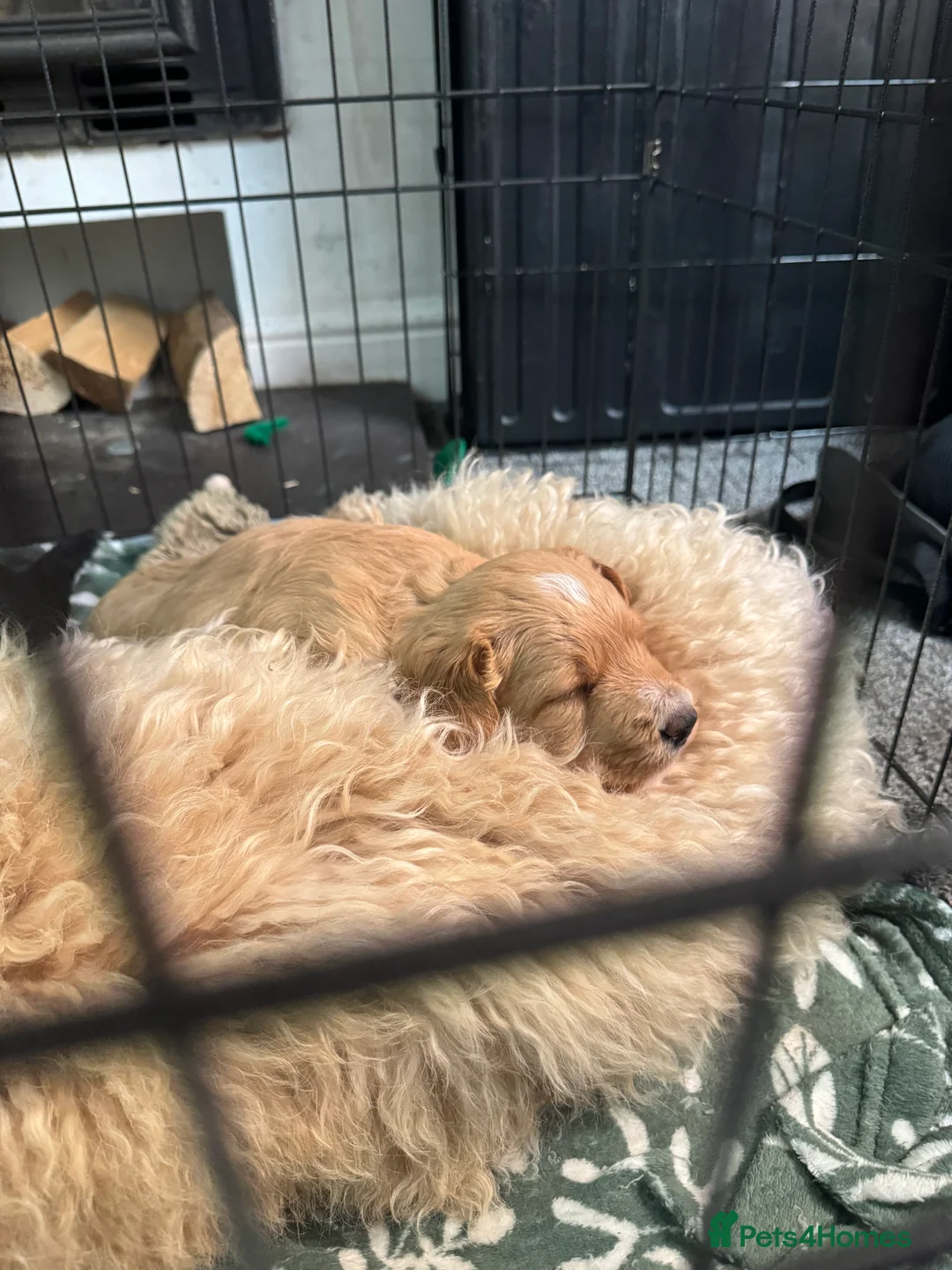 Mixed Breed dogs for sale: Double Doodle X Border Collie puppies - Advert 6