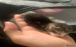 Maine Coon cats for sale: Beautiful kittens for sale  - Image 9