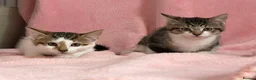 Mixed Breed cats for sale: Litter of 6 Kittens  - Advert 5