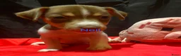 Jack Russell dogs for sale: Miniature Jack Russell  - Advert 24