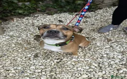 Staffordshire Bull Terrier dogs for adoption: Runt  - Image 5