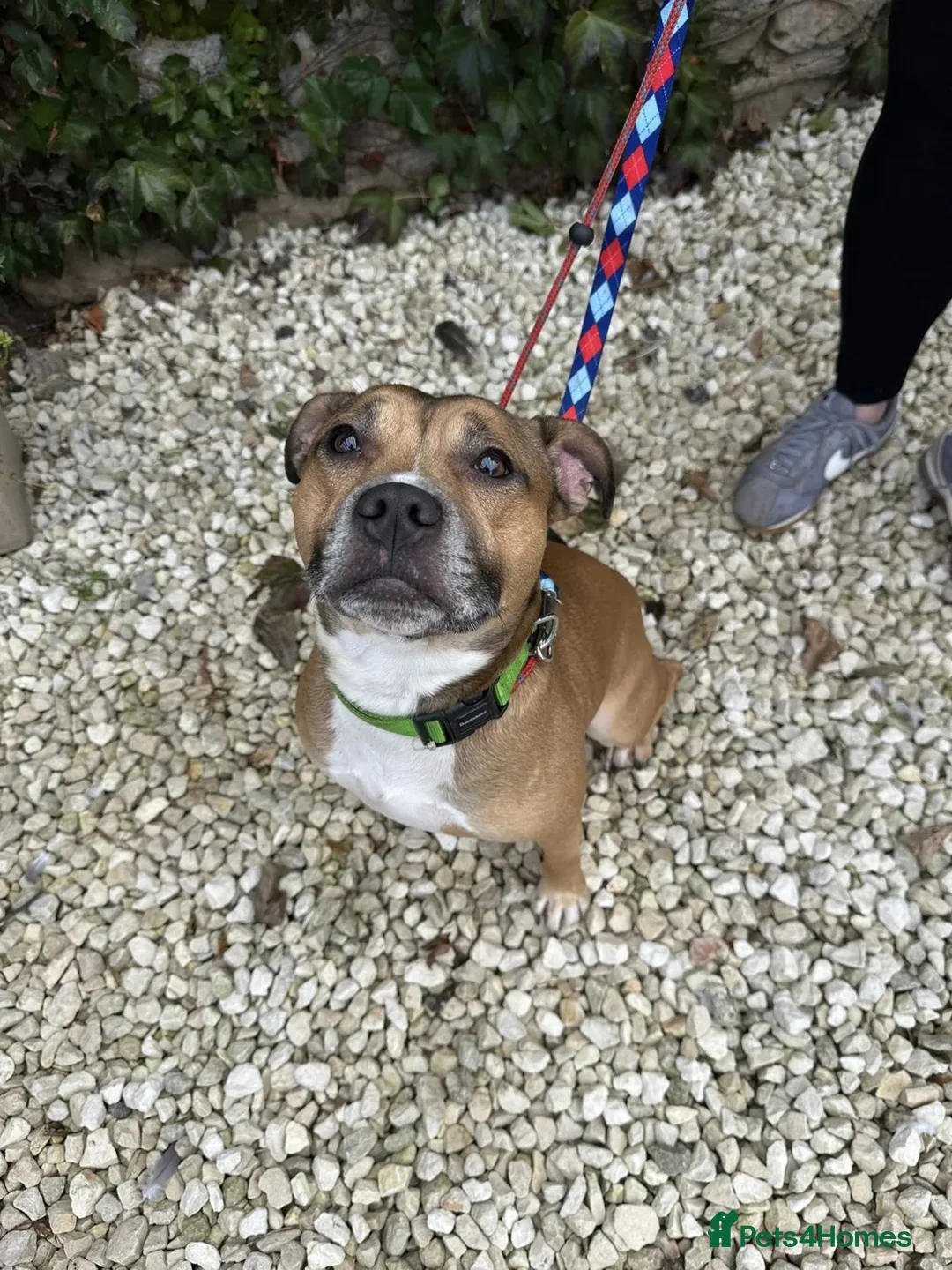 Staffordshire Bull Terrier dogs for adoption: Runt  - Image 5