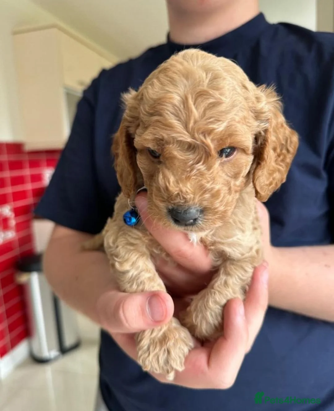 Cockapoo dogs for sale: Beautiful Family-Raised Cockapoo Puppies in London - Advert 2