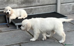 Golden Retriever dogs for sale: Stunning Puppies Ready Now (Updated pics) - Image 25