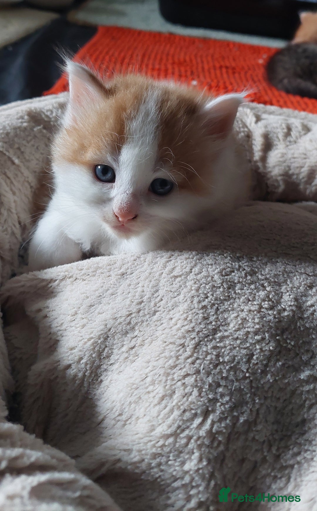 Mixed Breed cats for sale: Very fluffy ginger male - Advert 2