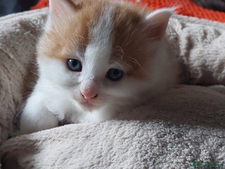 Mixed Breed cats Very fluffy ginger male - Advert 13