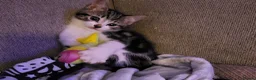Mixed Breed cats for sale: Stunning bi-colour kittens in Ipswich - Advert 4