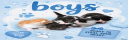 Mixed Breed cats for sale: 🐾 Beautiful Maine Coon × Shorthair Kittens 🐾 - Advert 6