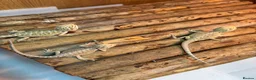 Bearded Dragon reptiles for sale: Baby Bearded Dragons. Visual Dunners & Hypos - Advert 11