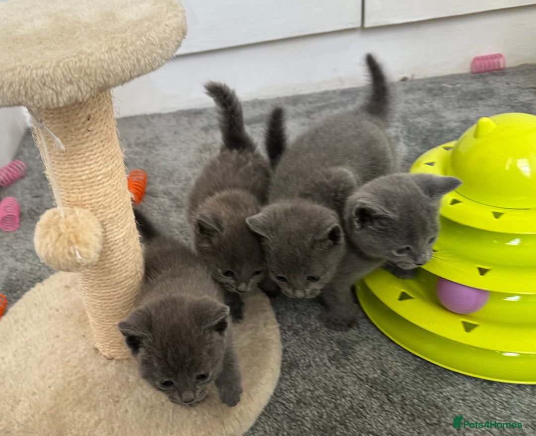 Russian Blue cats for sale: Russian Blue Kittens  - Advert 38