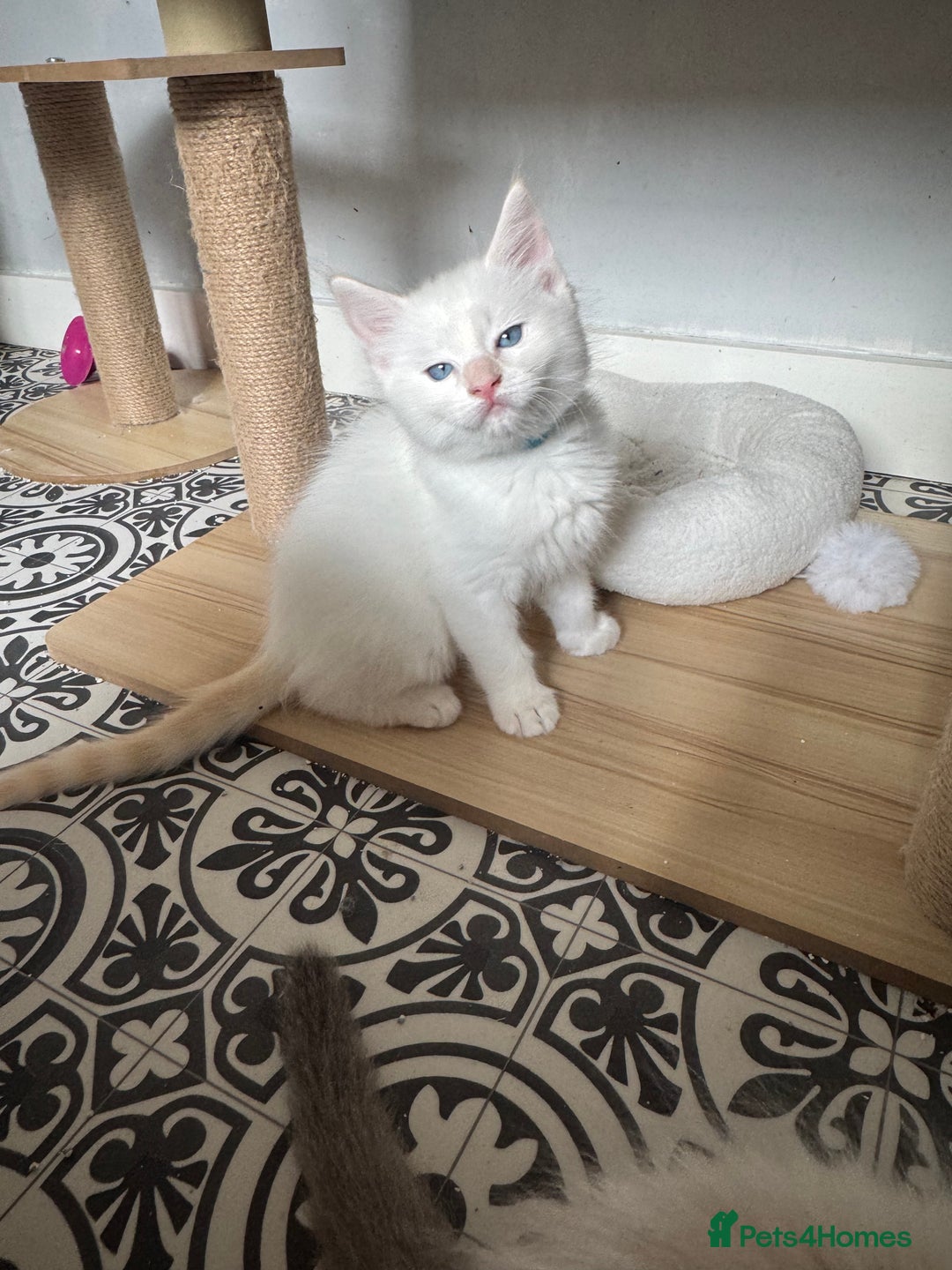 Ragdoll cats for sale: GCCF registered Ragdoll-Red Tabby Boy - Image 3